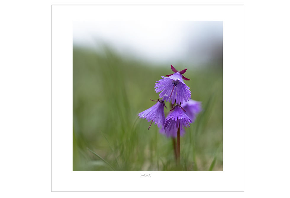 Thumbnail: Soldanella