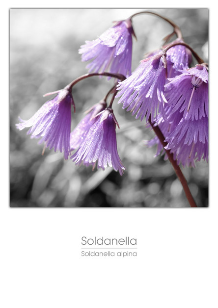 flowers_a4_021.jpg