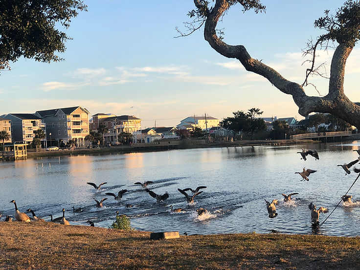 Nonprofit Friends of Carolina Beach Parks and Greenways Carolina Beach