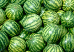 watermelon