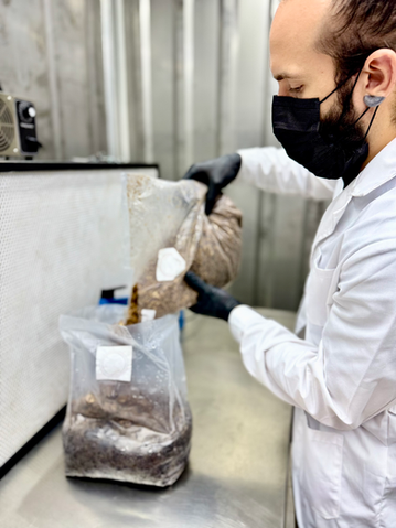 Inoculación de sustrato hongos melena de león