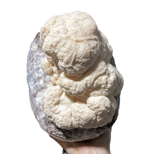 ¿Qué es el melena de león y por qué deberíamos consumirlo?