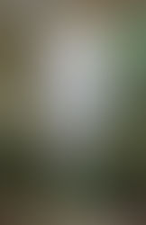 Coprinus Comatus - El hongo de la tinta