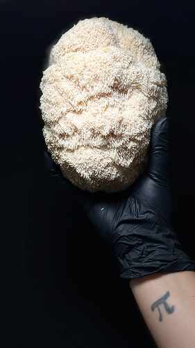 Hongo melena de leòn en la mano con guante negro