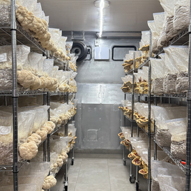 Sala de cultivo de hongos de data funga, hongos reishi y melena de león