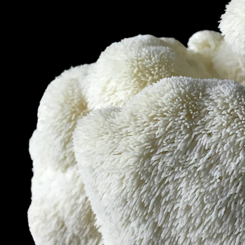 Hongo melena de león 