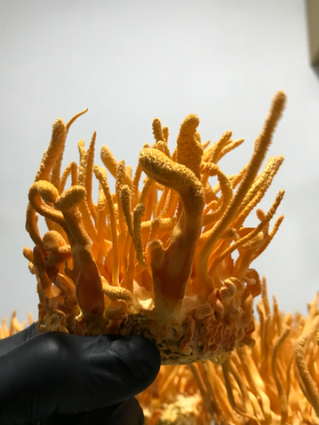 cultivo de hongo cordyceps