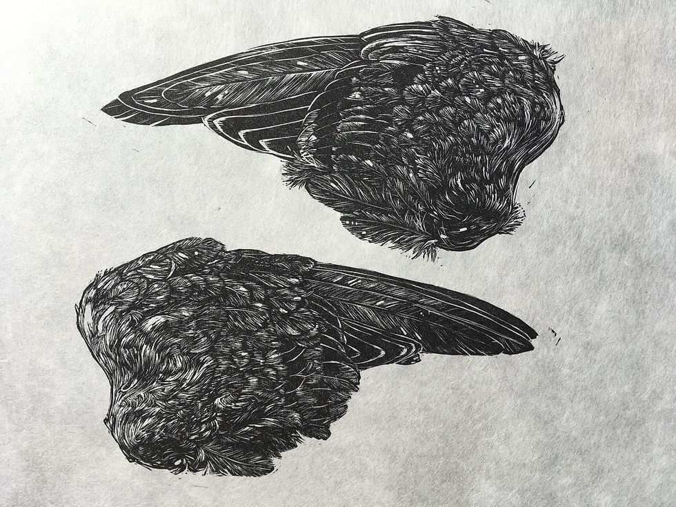 Pigeon Wings