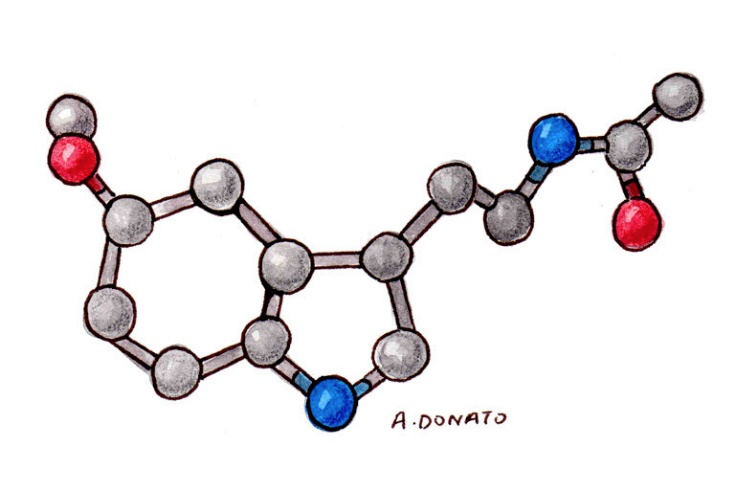 Figure 1: Melatonin (C13H16N2O2) is a pleiotropic, regulatory hormone involved in many biological processes. (Image courtesy of Memorial Sloan Kettering Cancer Center)