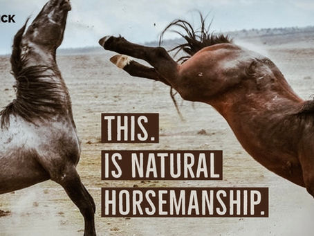 Natural Horsemanship