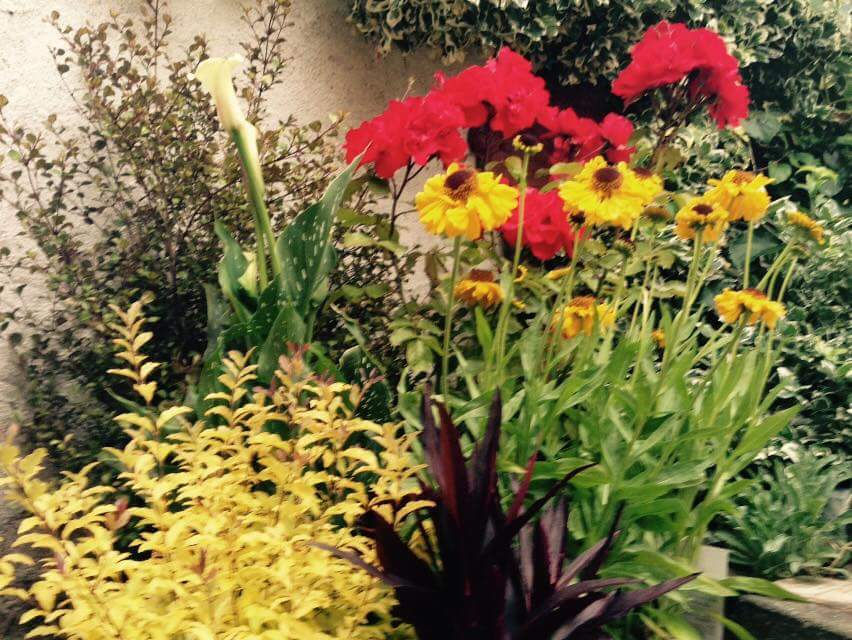 Shragh Blooms