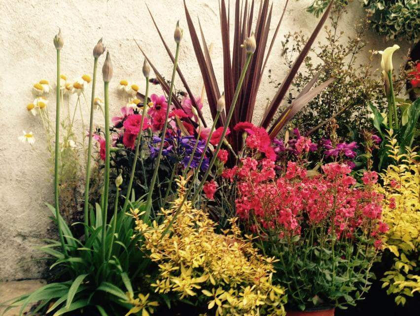 Shragh Blooms