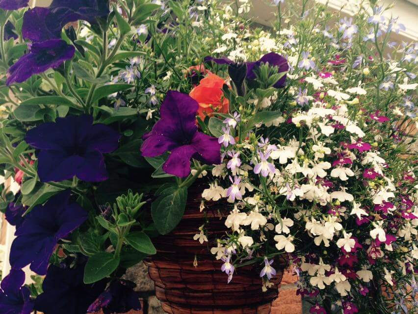 Shragh Blooms