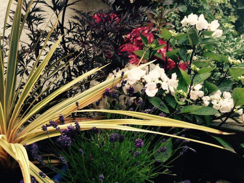 Shragh Blooms