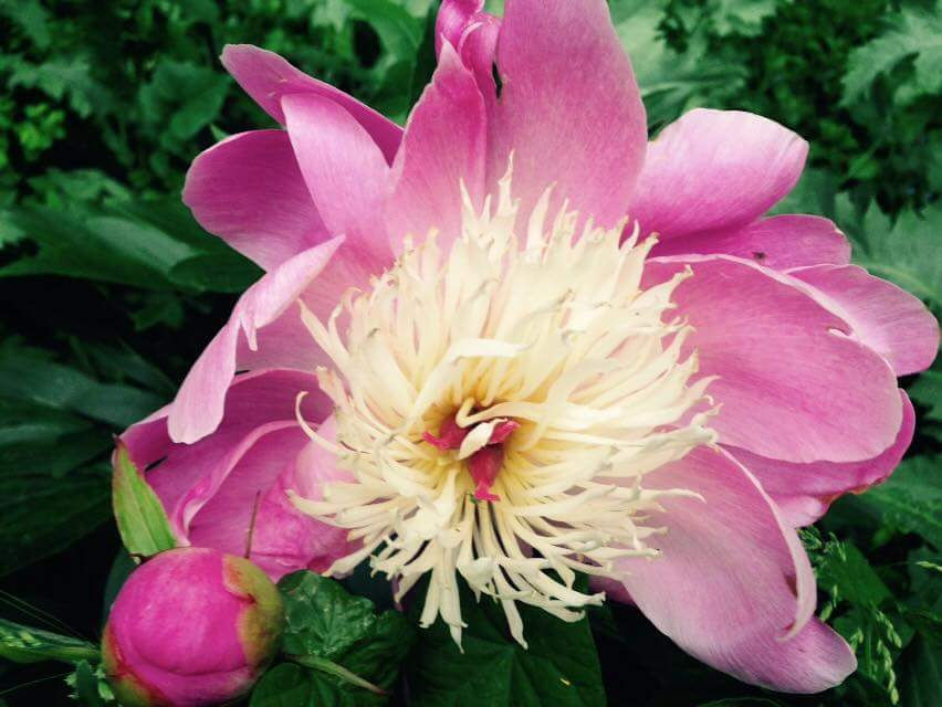 Shragh Blooms