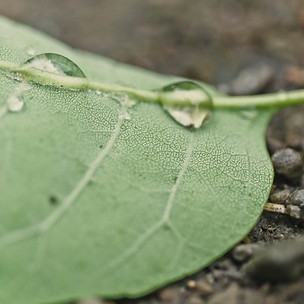 Water and feed for growth
