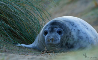 A Grey Seal pup captured at sunrise at Horsely Gap, Norfolk Broads.