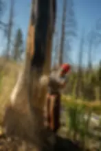 A JMS Tree Service arborist using a chainsaw to remove a dead tree in Asheville, NC.