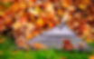fall-leaf-removal.jpeg