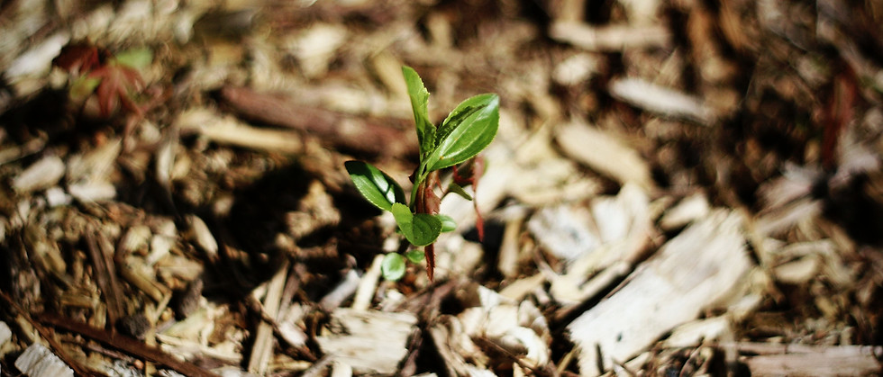 Close-up of a young green plant sprouting from soil and mulch in a natural outdoor setting.