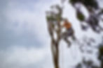 A JMS Tree Service arborist climbing down a tree after trimming it's branches.