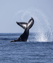 Humpback whale tail fluke breaching above ocean surface with splash along Kona coast, Hawaii.