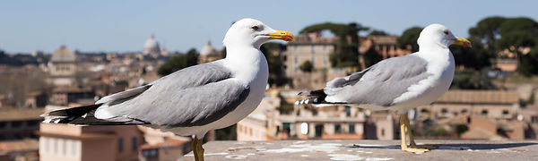 gulls-banner.jpg