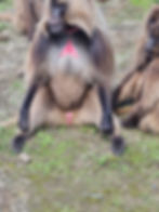 תמונה של WhatsApp 2023-07-05 בשעה 10.19.01