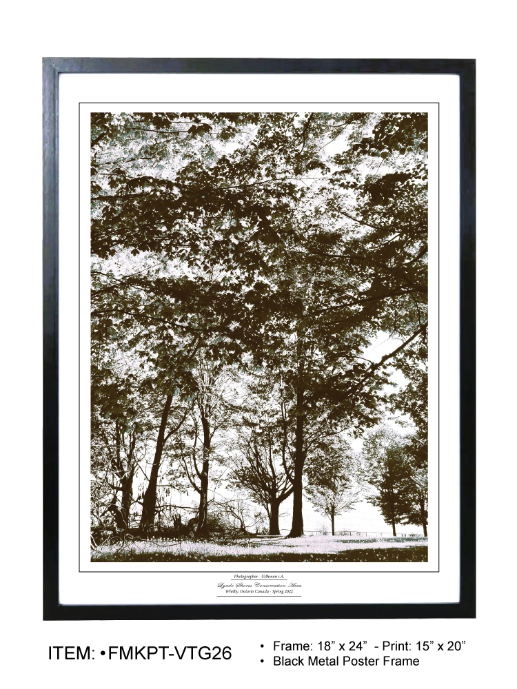 Thumbnail: Lynde Shores Beautiful Trees Scenery Vintage