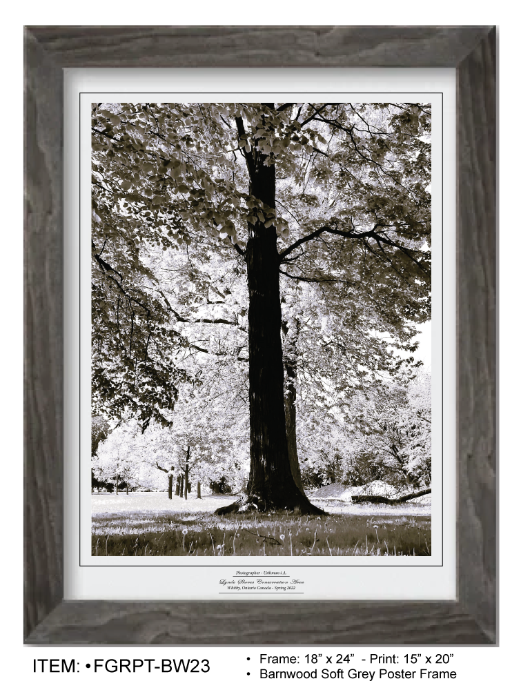 Thumbnail: Lynde Shores Big Tree Classic