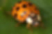 ladyasianbeetle.jpg