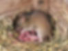 rat.jpg