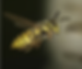 yellowjacket2.png
