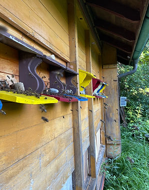 Flugbretter