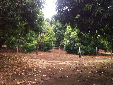 Lote de 1000 m2 en Calle El Tigre