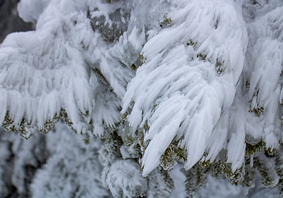 vereiste Bäume - Brocken-Wanderung