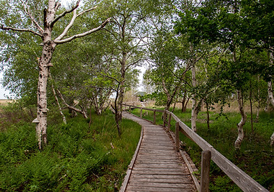 Schwimmende Moor