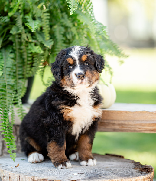 Autumn Bernese puppy