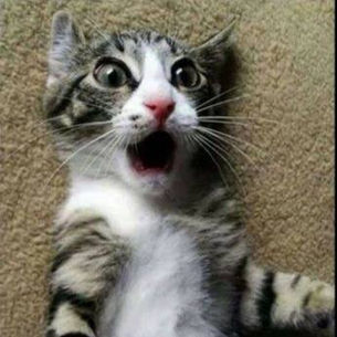 Voreilige Schlüsse  1