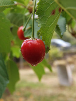 Ready for the picking