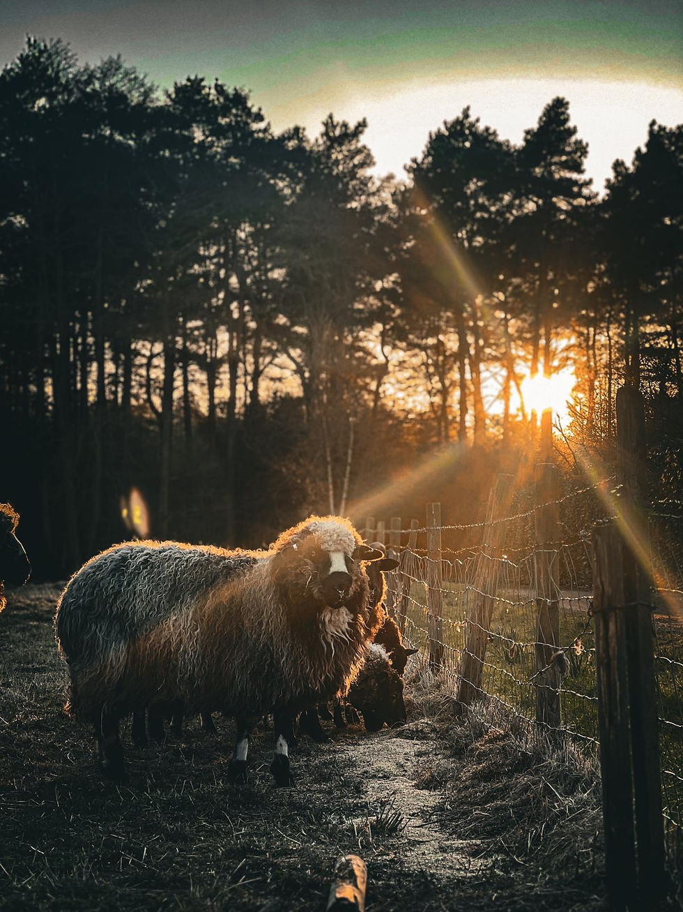 Sheep at Sunrise through the trees in a Luxury Glamping Area Lincolnshire