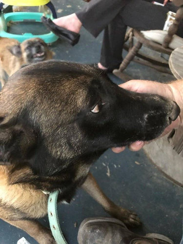 dog4.jpeg