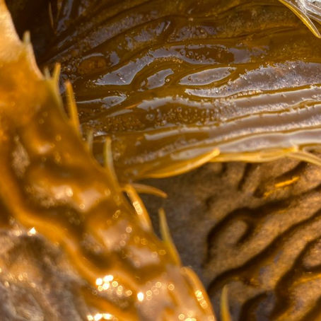 Kelp that Helps! Algiknit by Renata Grilo