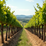 In this post, I will share insights and practical tips on how to make the most of your wine and food travel experiences. Whether you are planning a luxury tour to Italy or exploring other renowned wine regions, understanding the art of pairing will elevate your journey.