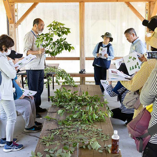 それぞれの枝葉を説明する勝木先生