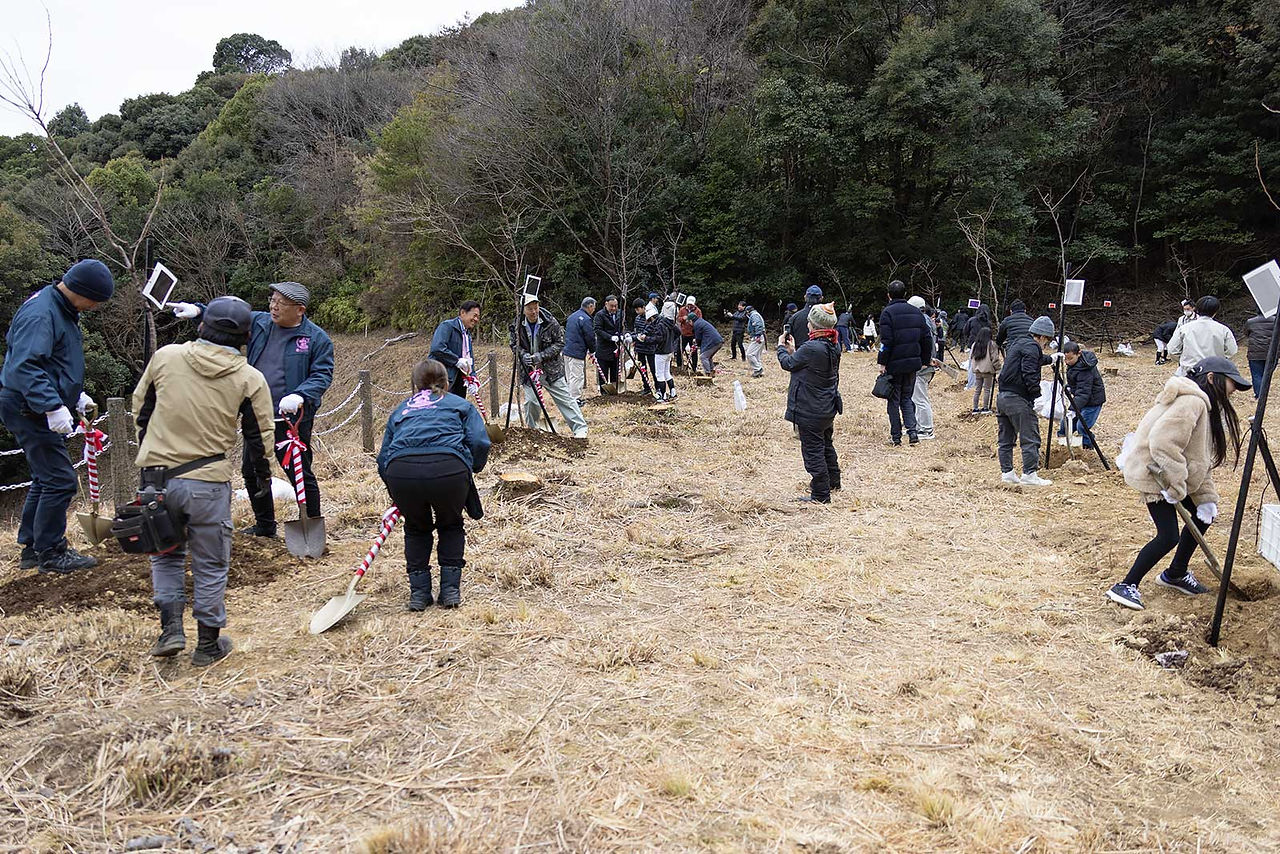 クマノザクラの植樹