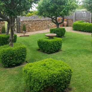 Neatly manicured square-shaped green bushes in a grassy garden