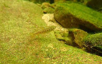 2026.04 YOY in Topanga Creek (2).jpg