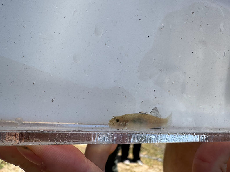 2025.06.17 Goby in temp holding container_TWG Release.HEIC