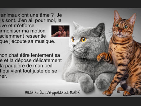 C1 Les animaux ont une âme ? 